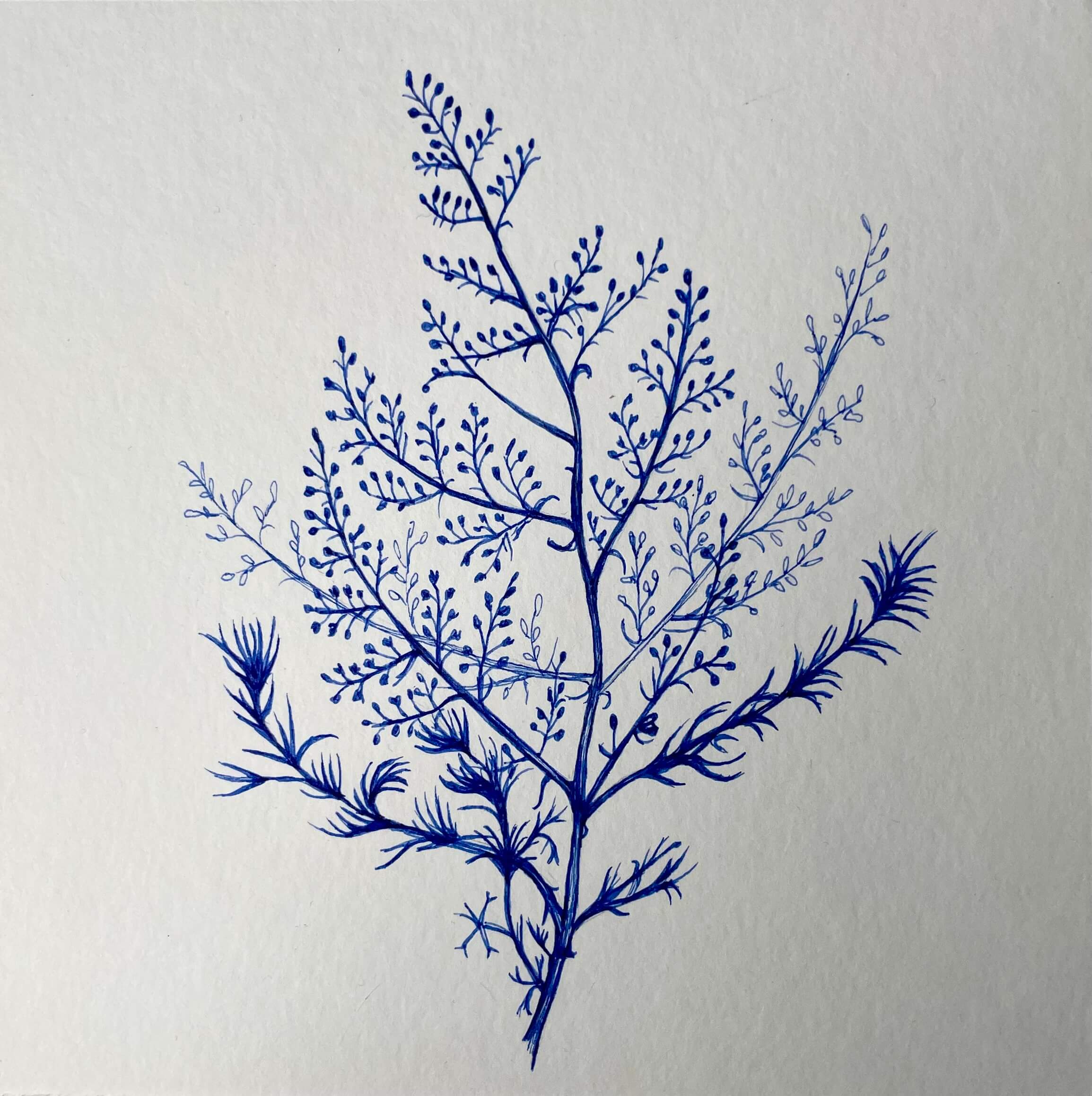 Blue Branch