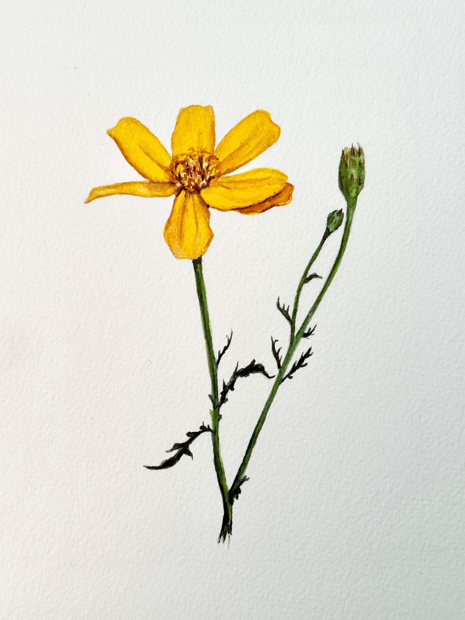 Mexican Marigold